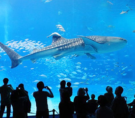 美ら海水族館